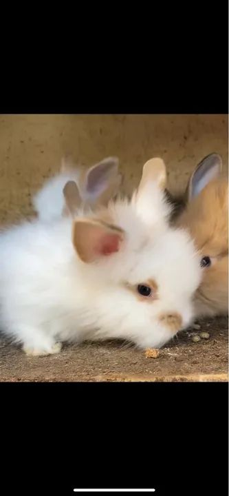 Coelho mine lion lop