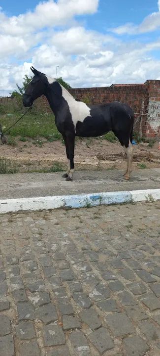 Linda potra pampa de preto natural de marcha picada no cabresto 