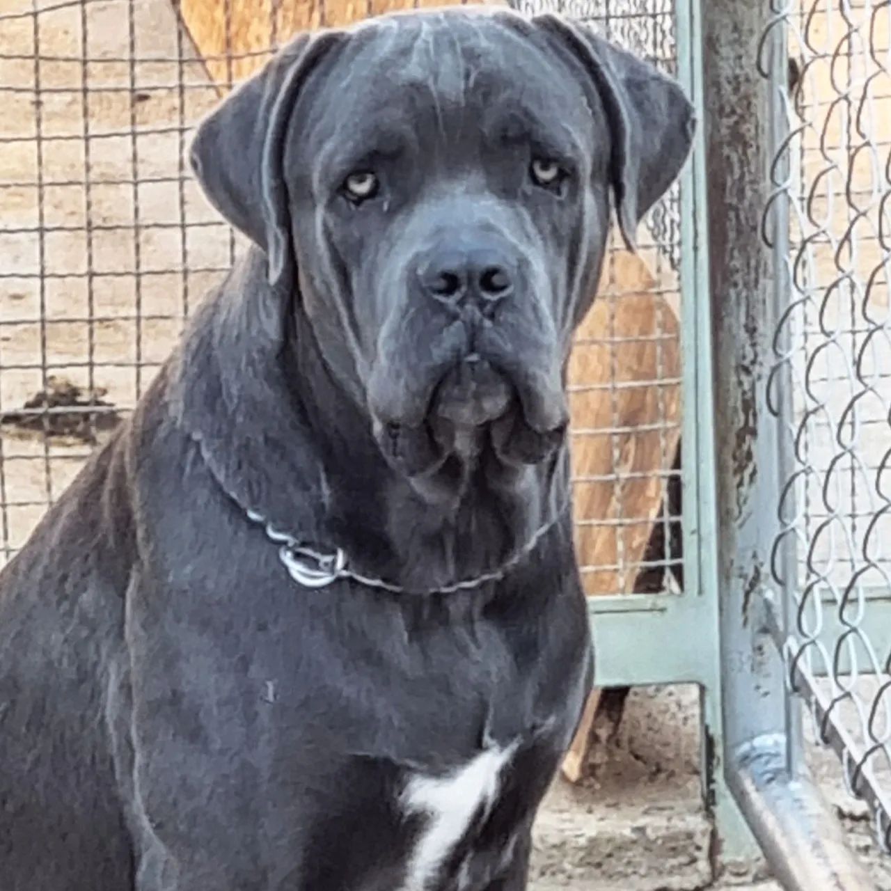 Cane Corso - filhotes disponíveis - pretos - 20 dias - Foto 4