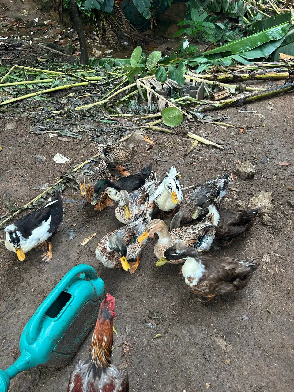 Vendo marreco rouen  - Foto 4