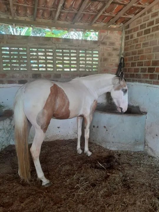 Potras à venda! - Foto 3