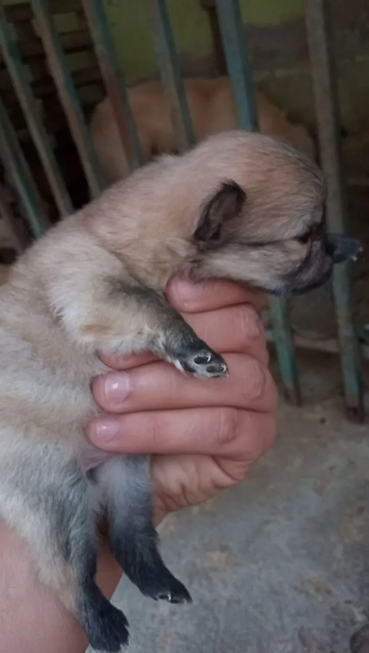 Filhote fêmea laranja , lulu da Pomerânia venda