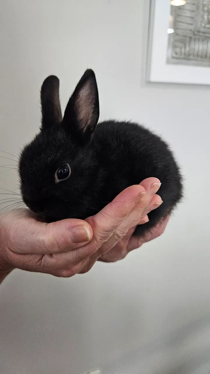 Coelho mini anão Black 
