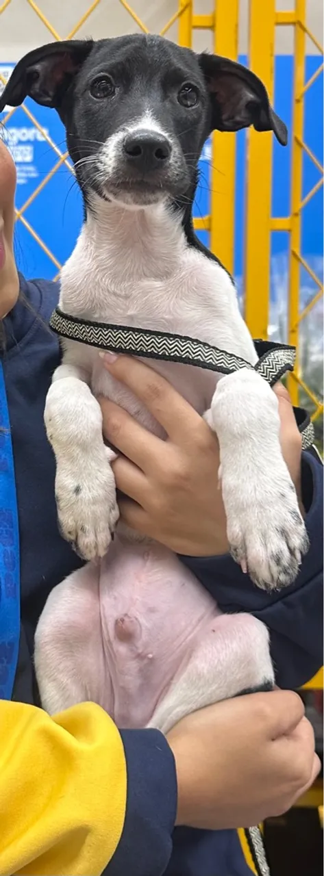 Filhote adorável para adoção!