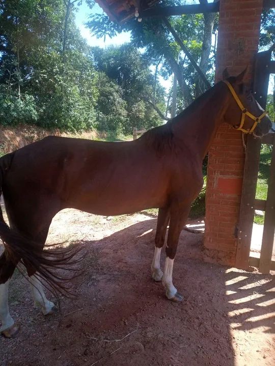 Venda de égua mangalarga  - Foto 5
