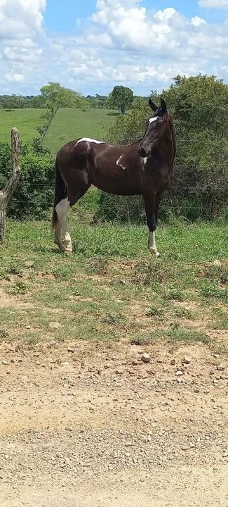 Linda potra pampa de preto natural de marcha picada no cabresto  - Foto 5