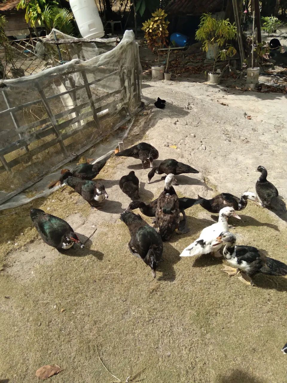 Patos para consumo e criação  - Foto 6