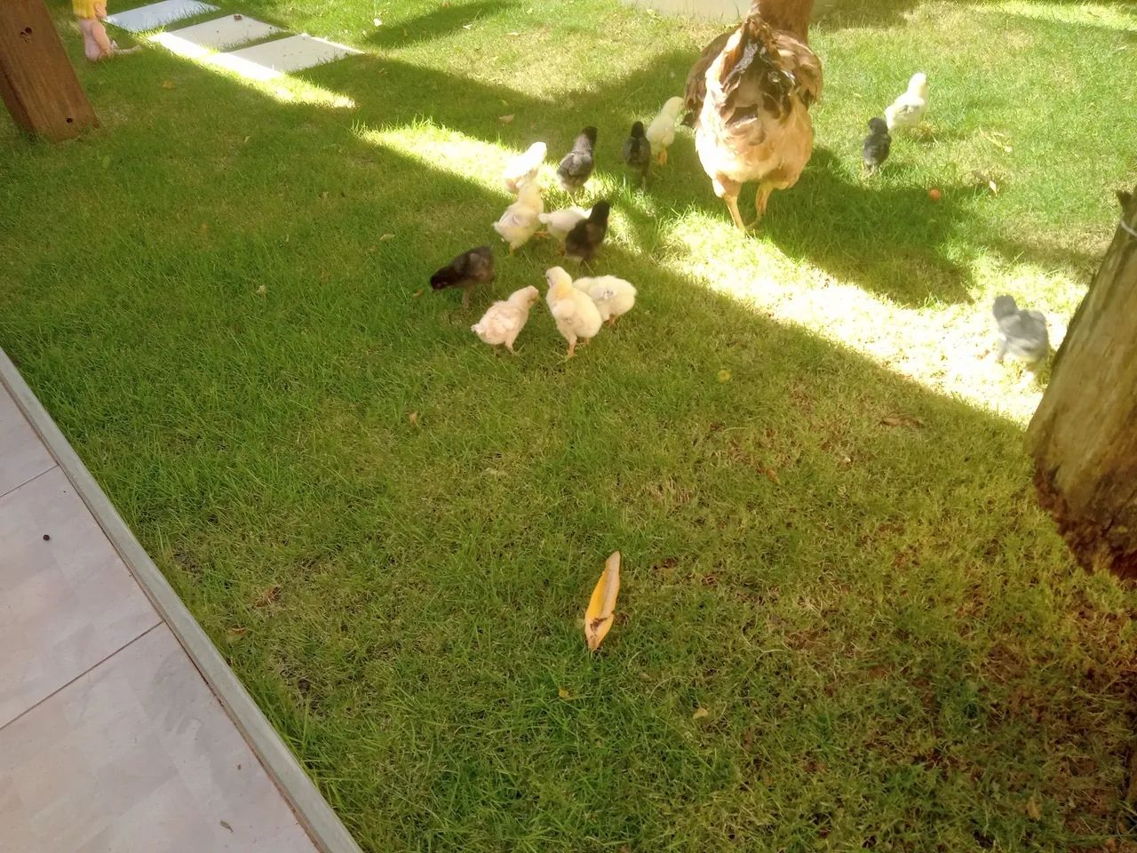 Galinha Caipira Nova com 19 Pintinhos 