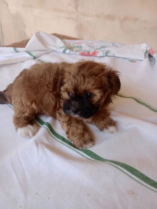 Filhote de hiasa apsom 