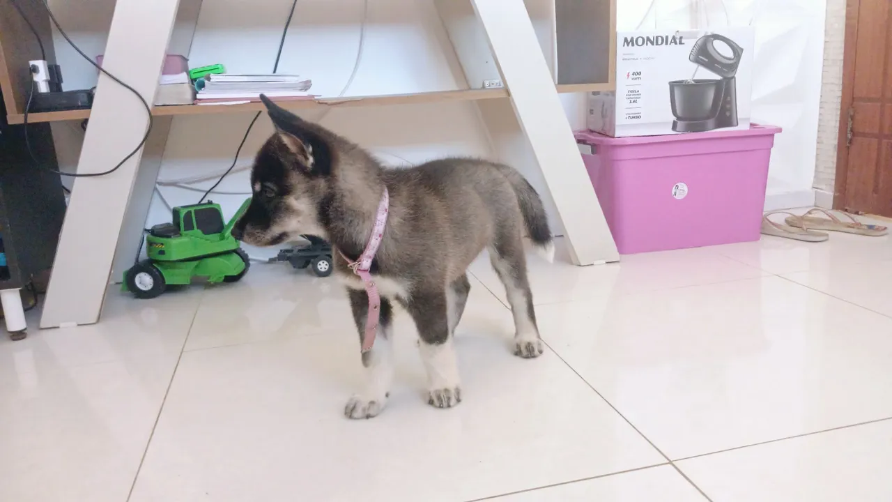 Filhote Husky Siberiano disponível para adoção!