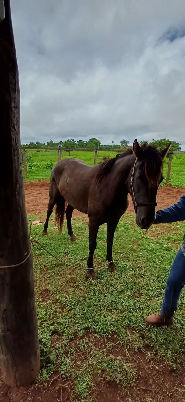 Potra meio Sangue Criola - Foto 2