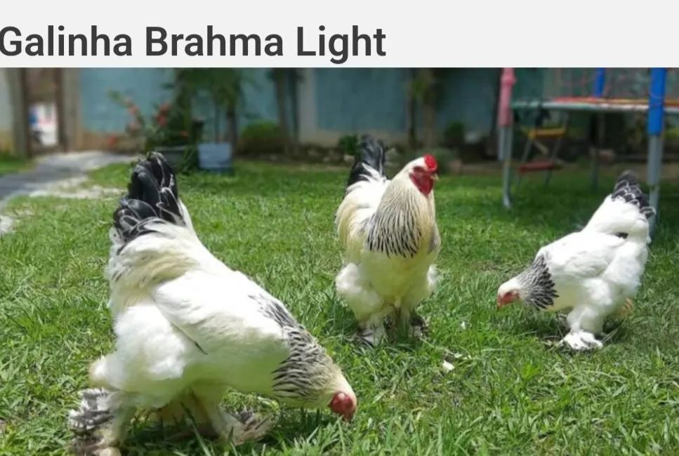 Galinhas Brahma White - Para doação  - Foto 4