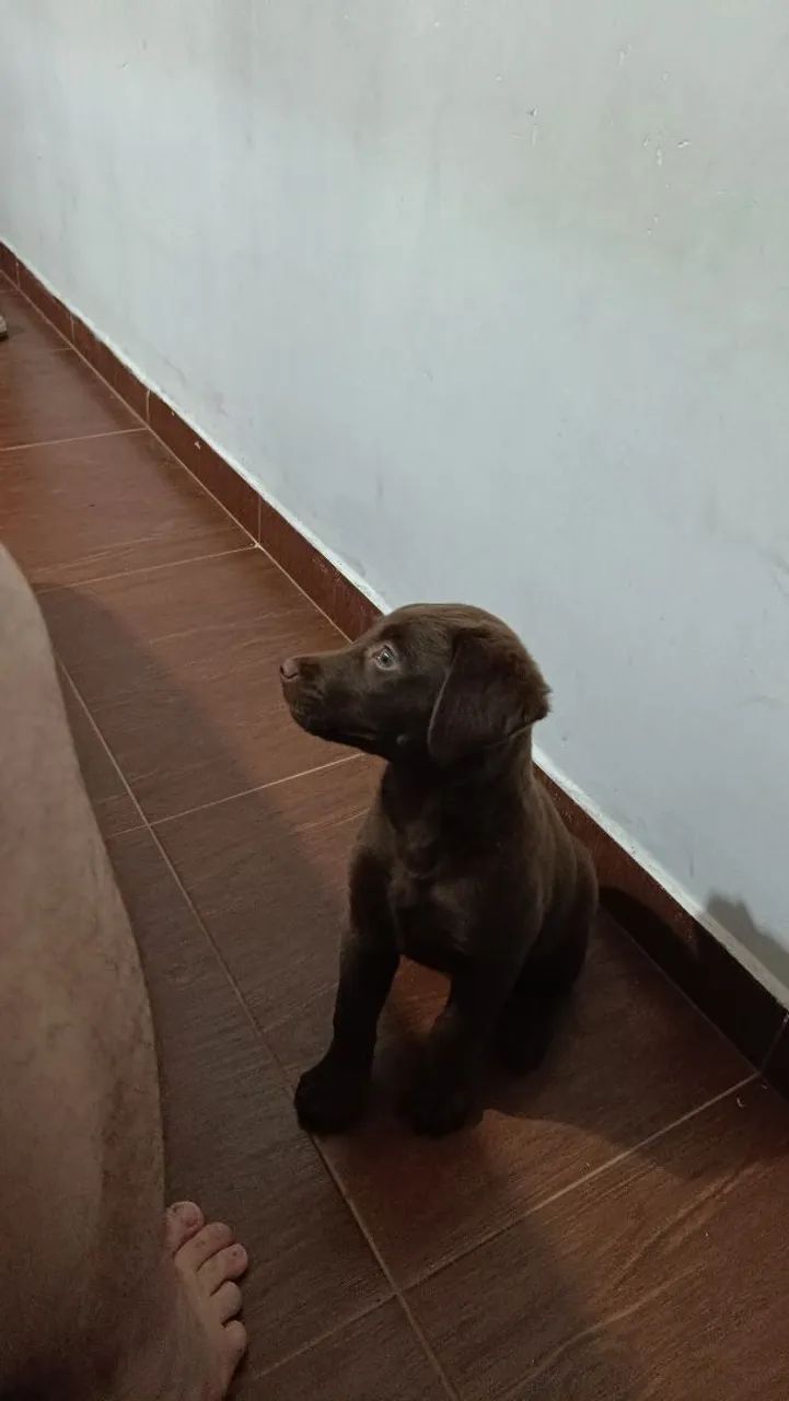 Doação de labrador  - Foto 4