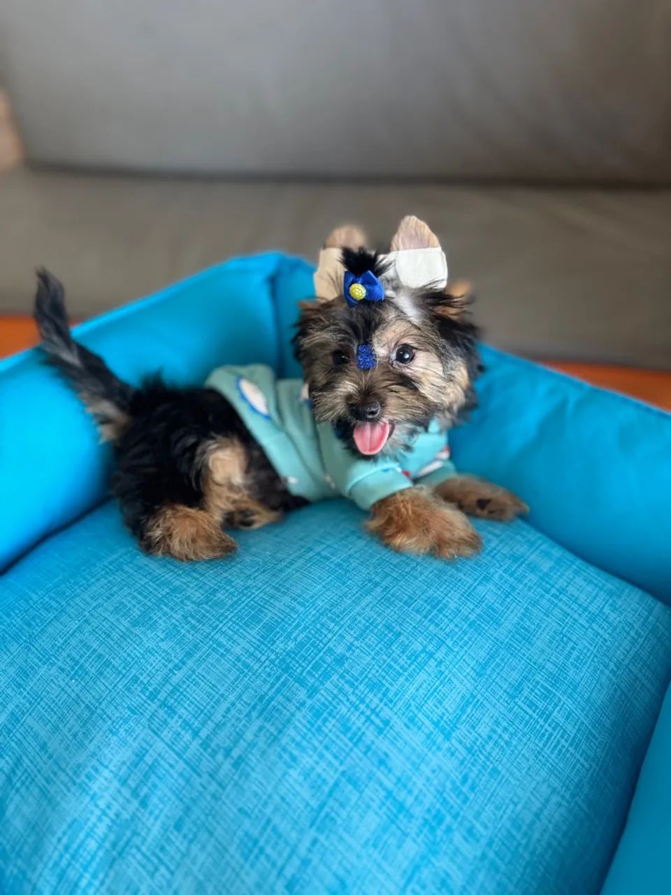 Lindíssimo baby York 90 dias com duas vacinas em 12x SEM JUROS - Foto 2