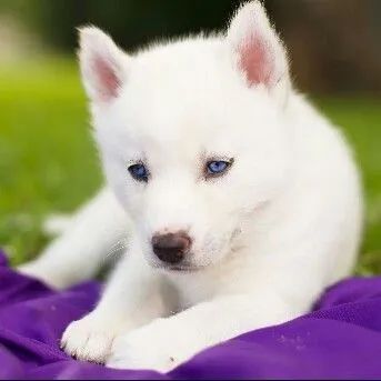 Filhote de Husky Siberiano brancos como a neve 