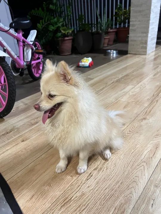 Spitz Alemão - Luluzinha Fêmea - Pedigree R$2.8000 - Foto 3