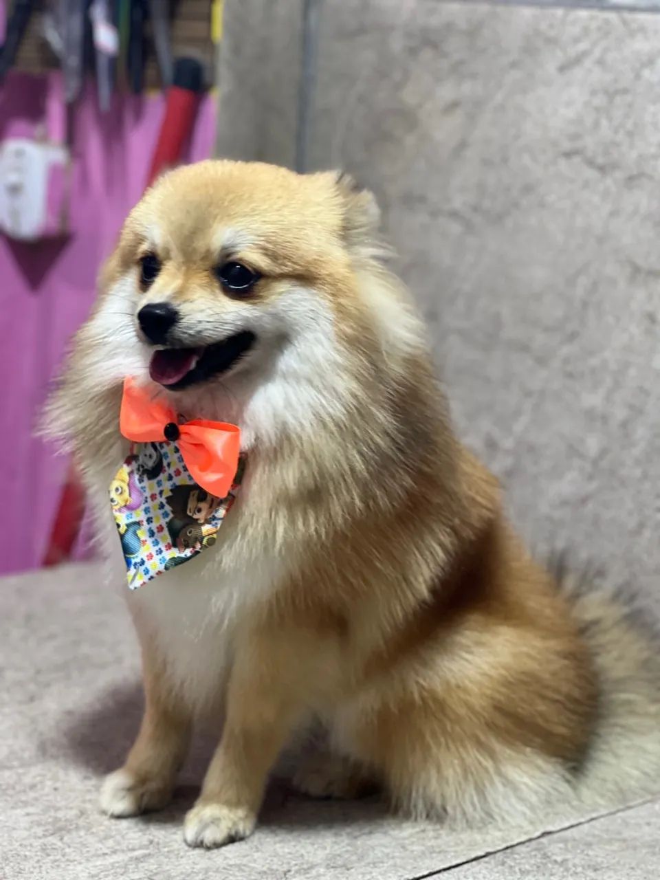 Spit Alemão macho com 7 meses  - Foto 3