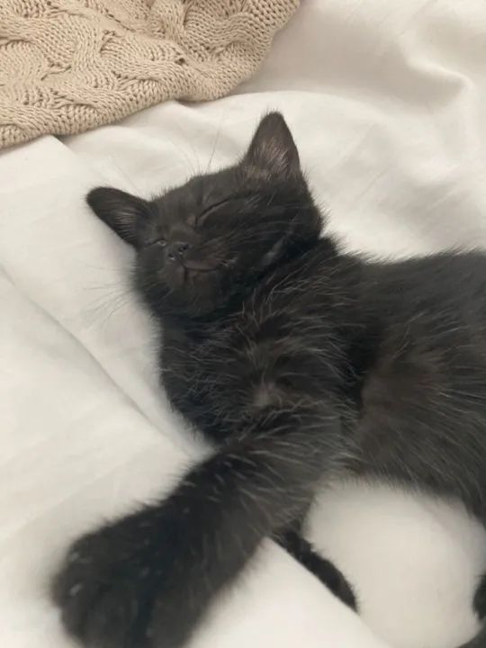 Angora Filhotes na Cor preto - Foto 3