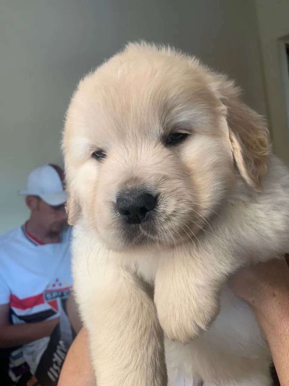 Golden retriever femea com 65 dias vacinada e vermifugada 