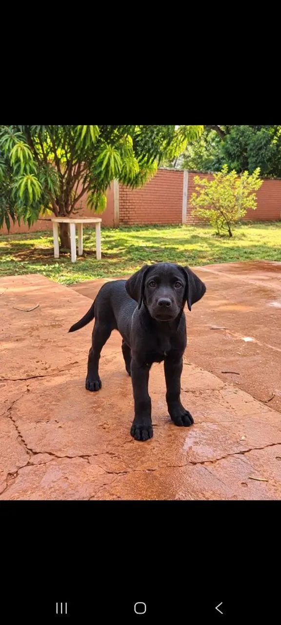 Labrador preto com Pedigree - Foto 2