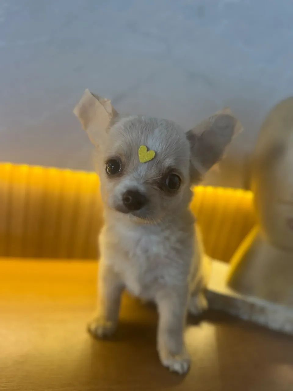 chihuahua pelo longo  - Foto 4