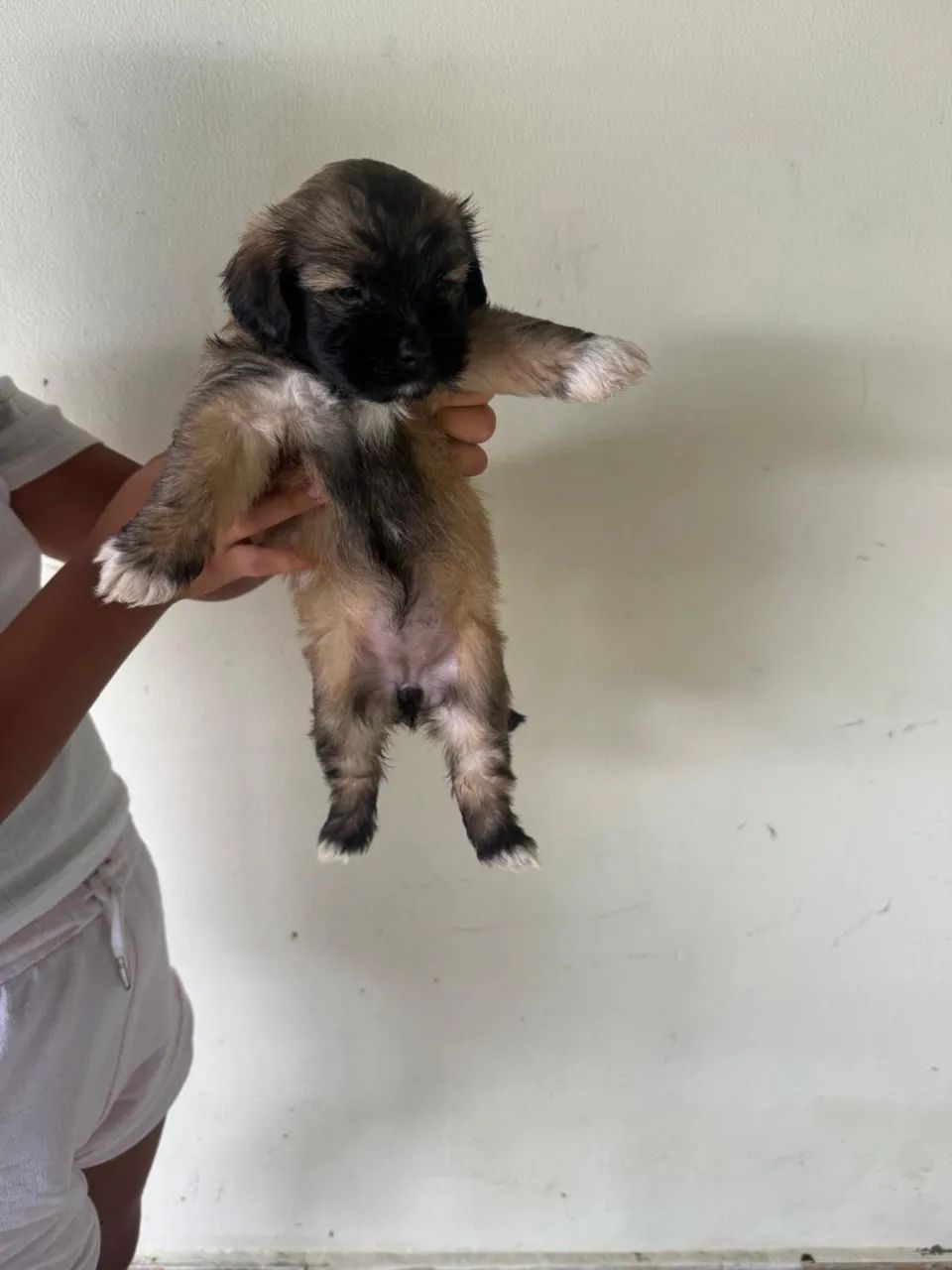 Cachorro Shih Tzu - Foto 2