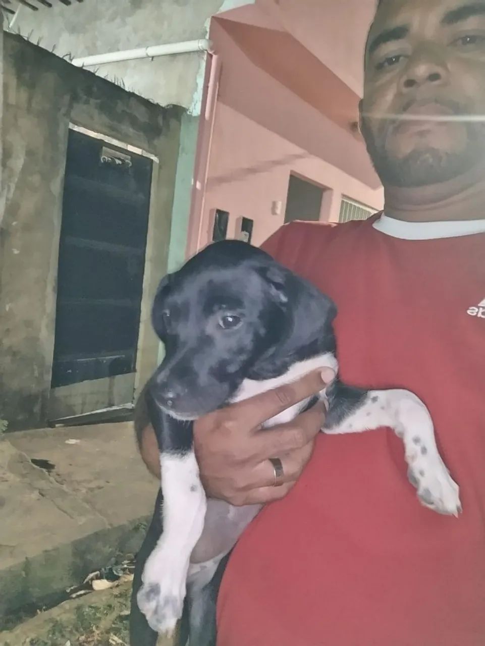 Cachorro  - Foto 2