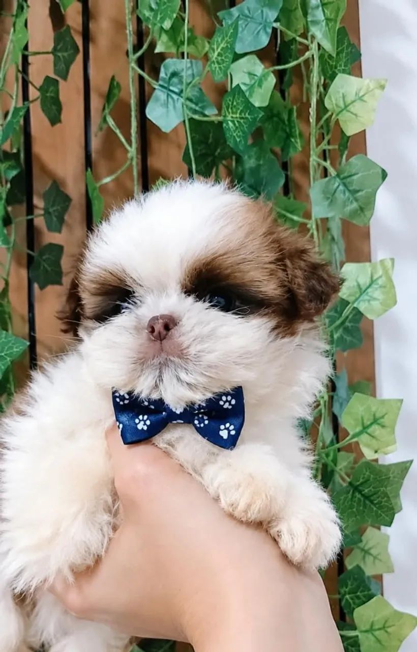 Menino de Shih Tzu micrinho - Foto 3