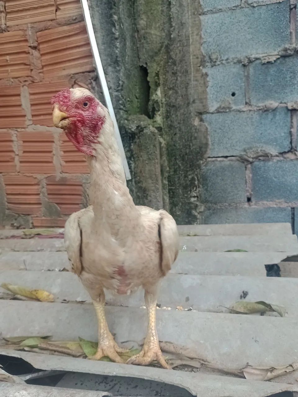 Galo bico curto  - Foto 2