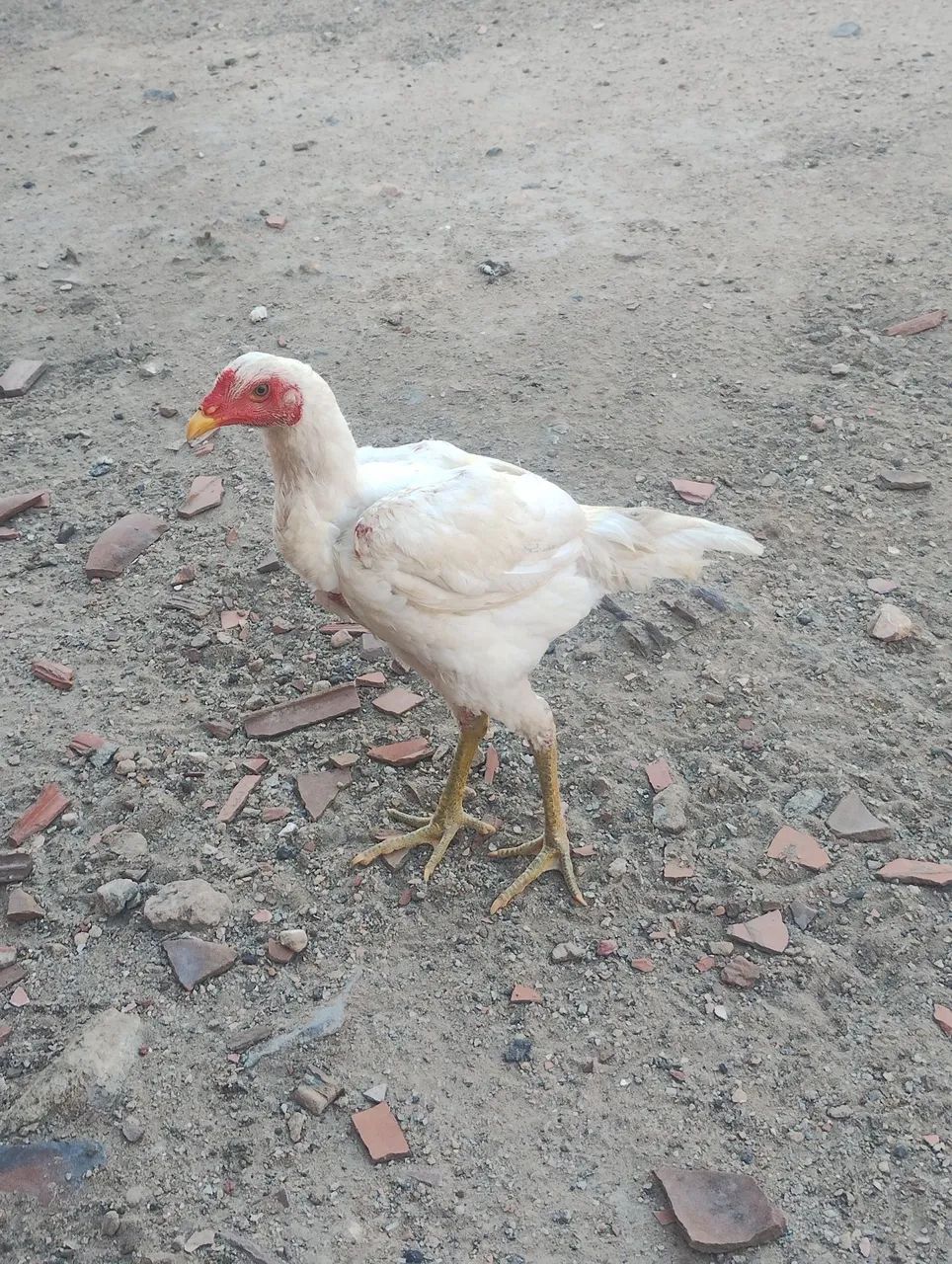 Frangos