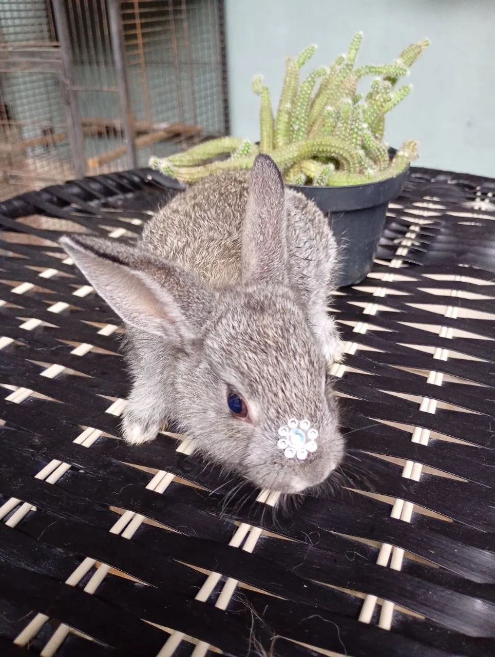 Coelhinho raça pequena  - Foto 6