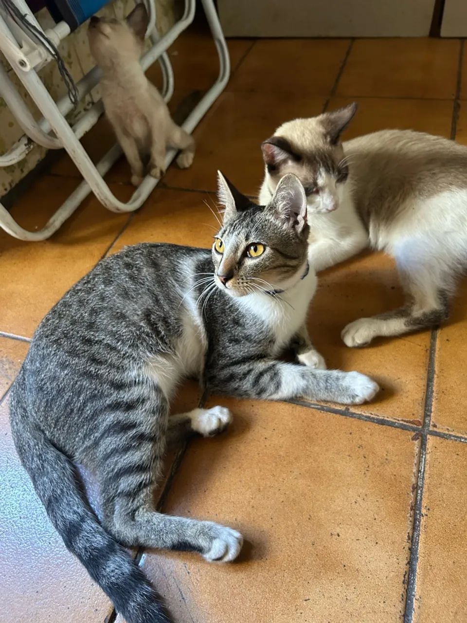 Gato macho  - Foto 2