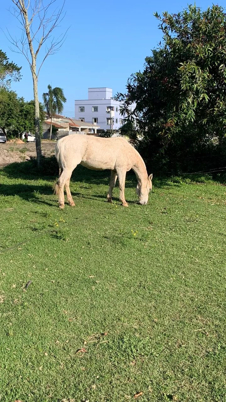 Cavalo crioulo - Foto 4