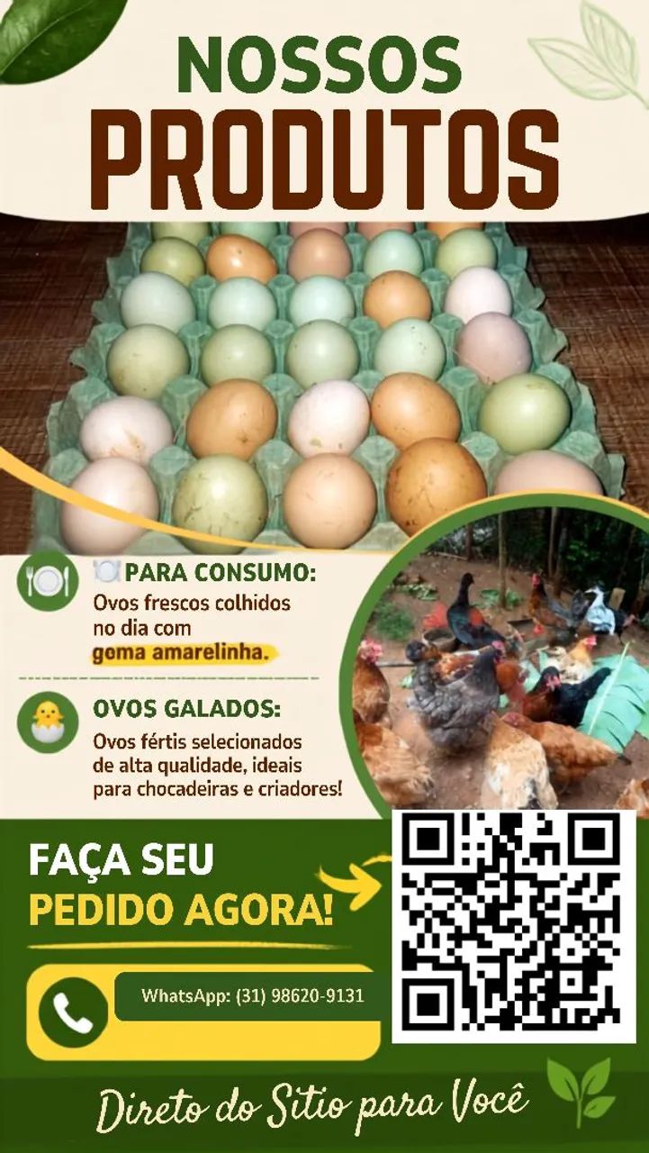 Vendo ovos galados e para consumo.