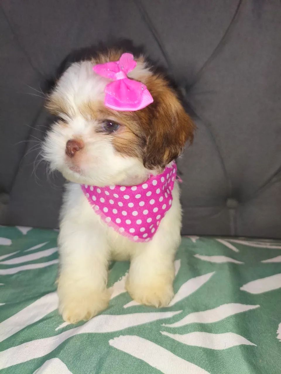 Lhasa apso  - Foto 3