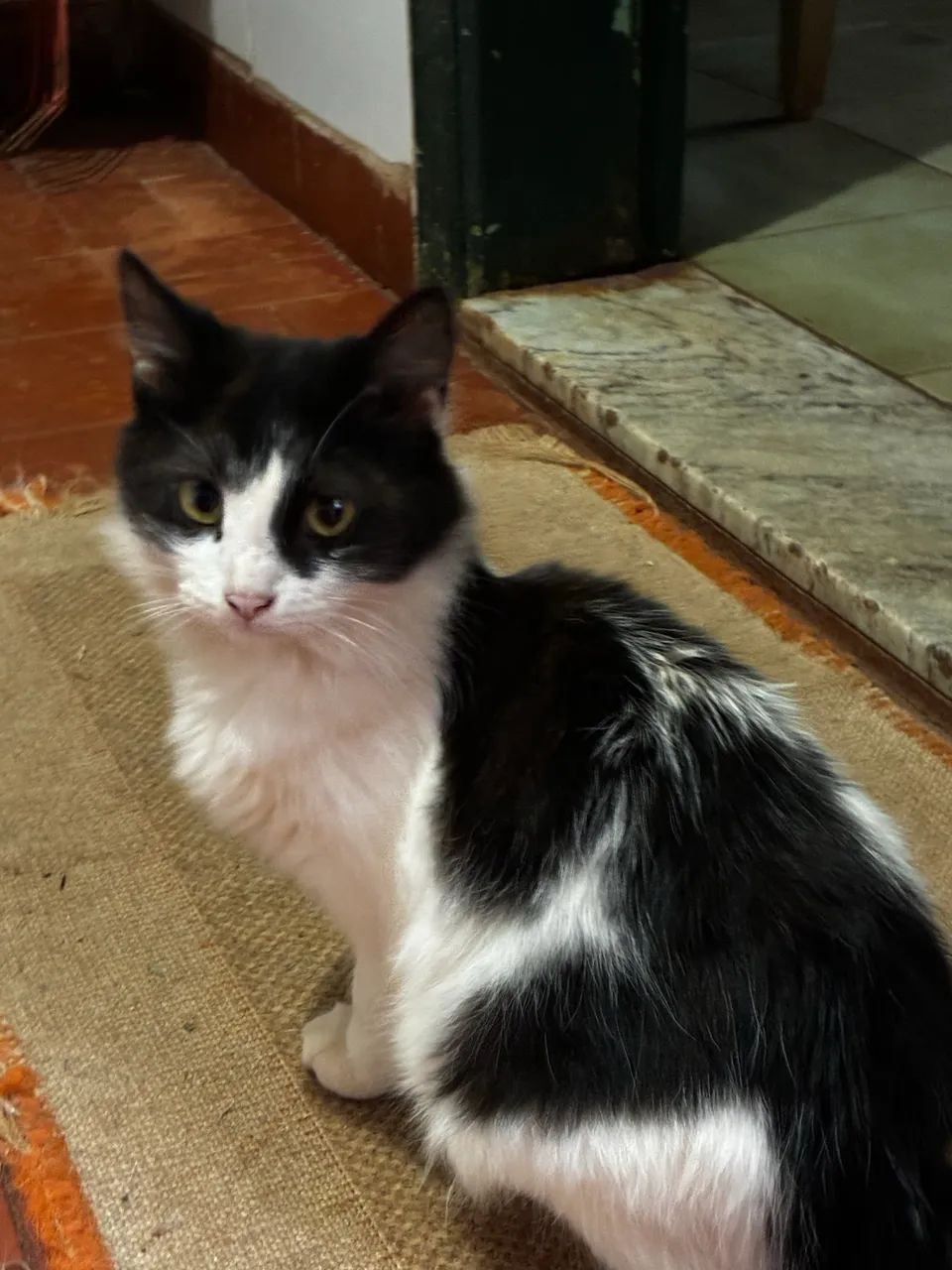 Lindos gatinhos para adoção 