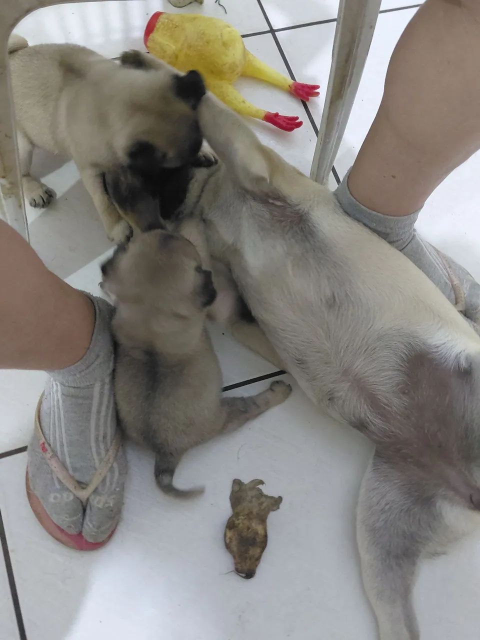 Filhote de pug  - Foto 2