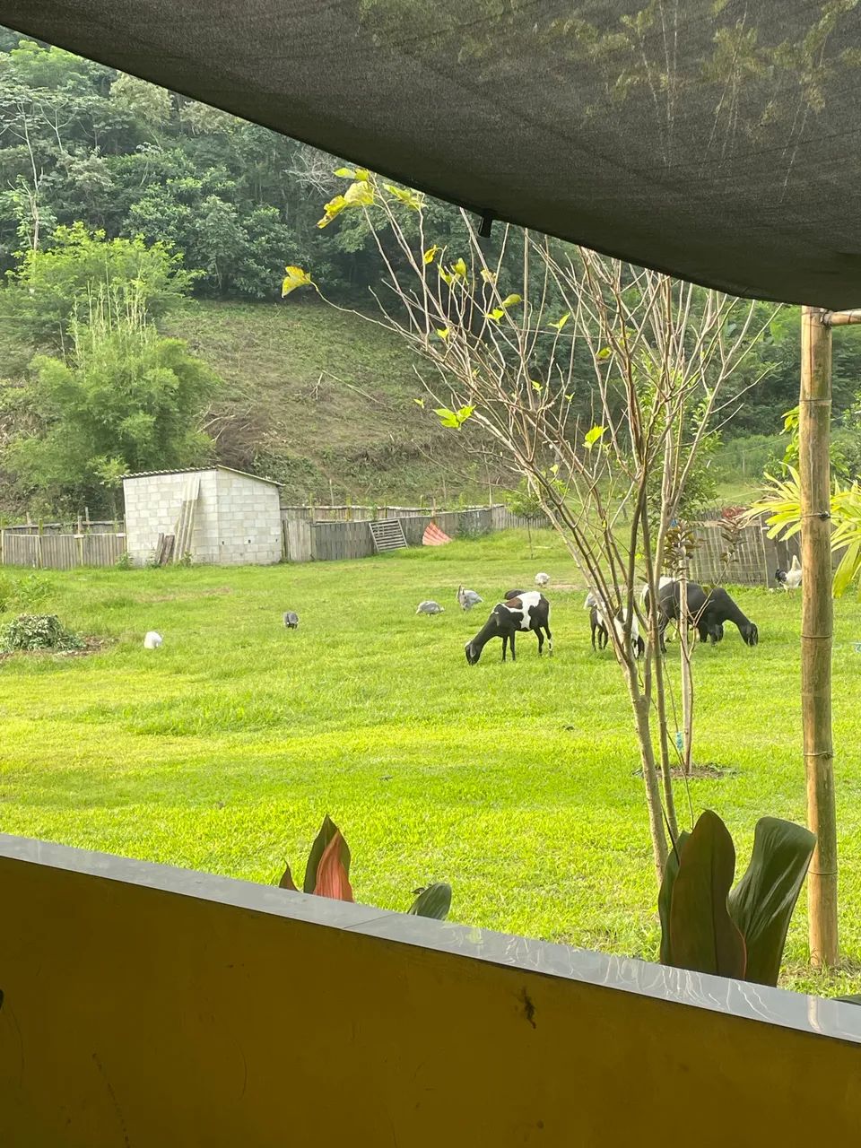 ? Rancho Completo com 35.000 m² - Foto 3