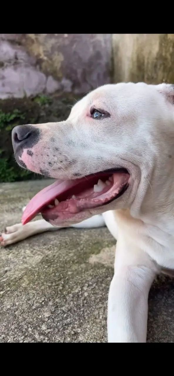 Pit bull - Foto 3