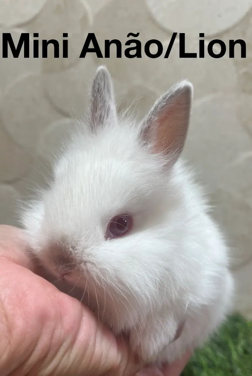 Mini coelho  - Foto 2