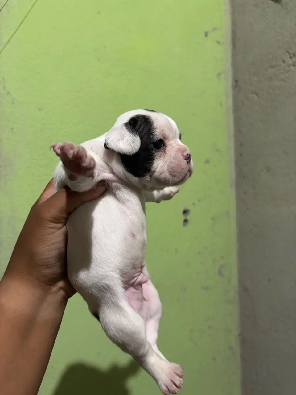 Buldogue francês premium  - Foto 3
