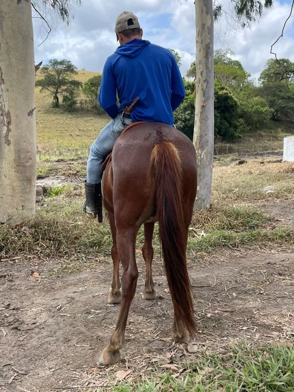 Cavalo Manso, Dócil, Ideal para Lida e Passeio - Foto 4