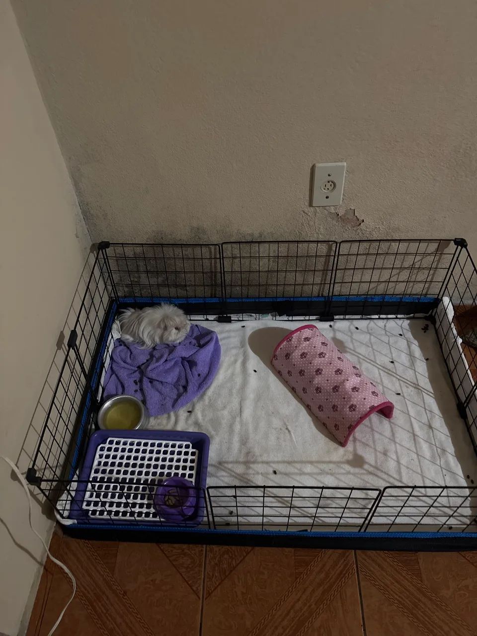 Vendo porquinha da índia  - Foto 2