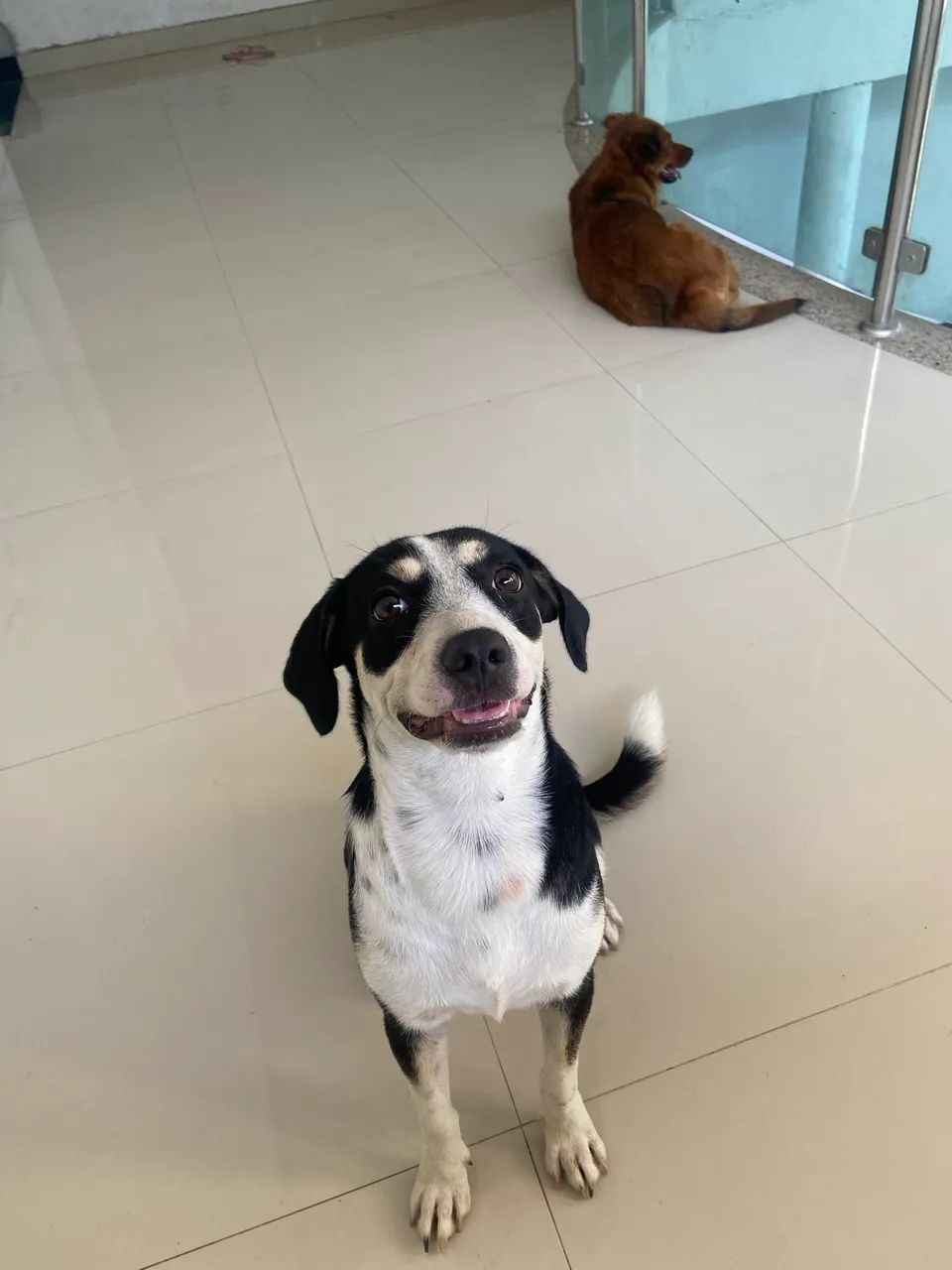 doação de cachorro  - Foto 2
