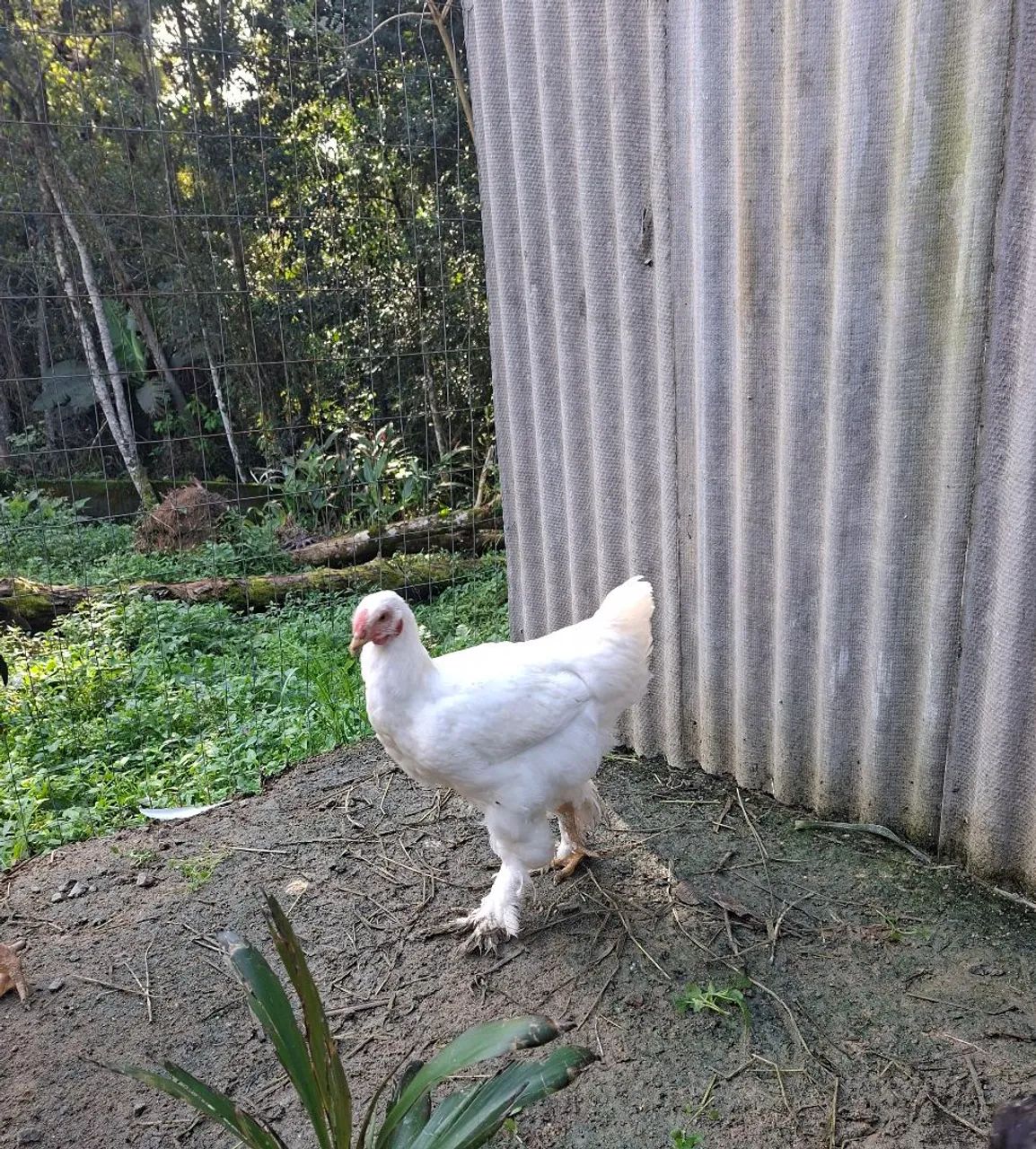 Frango Brahma White  - Foto 2