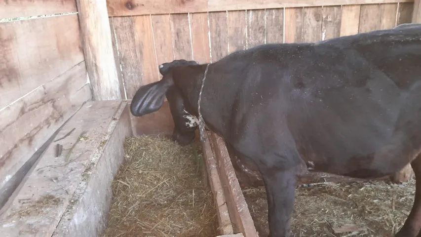 vaca mansa - Foto 4