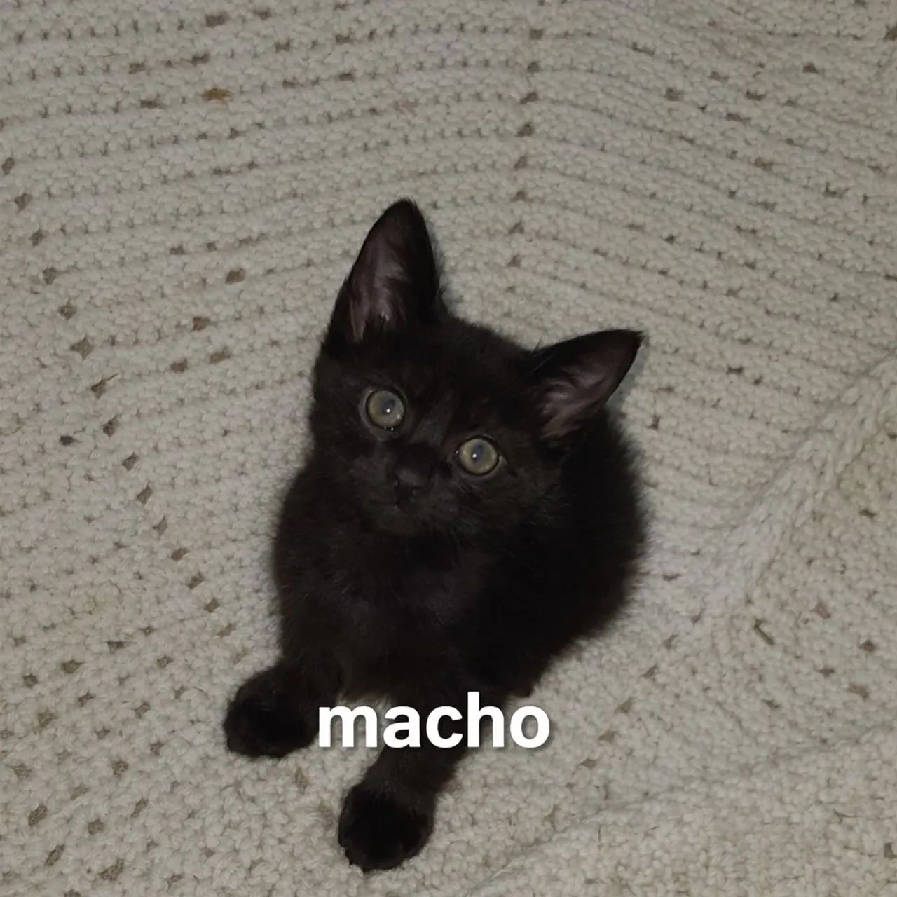 Doando 4 gatinhos com 2 mês  - Foto 3