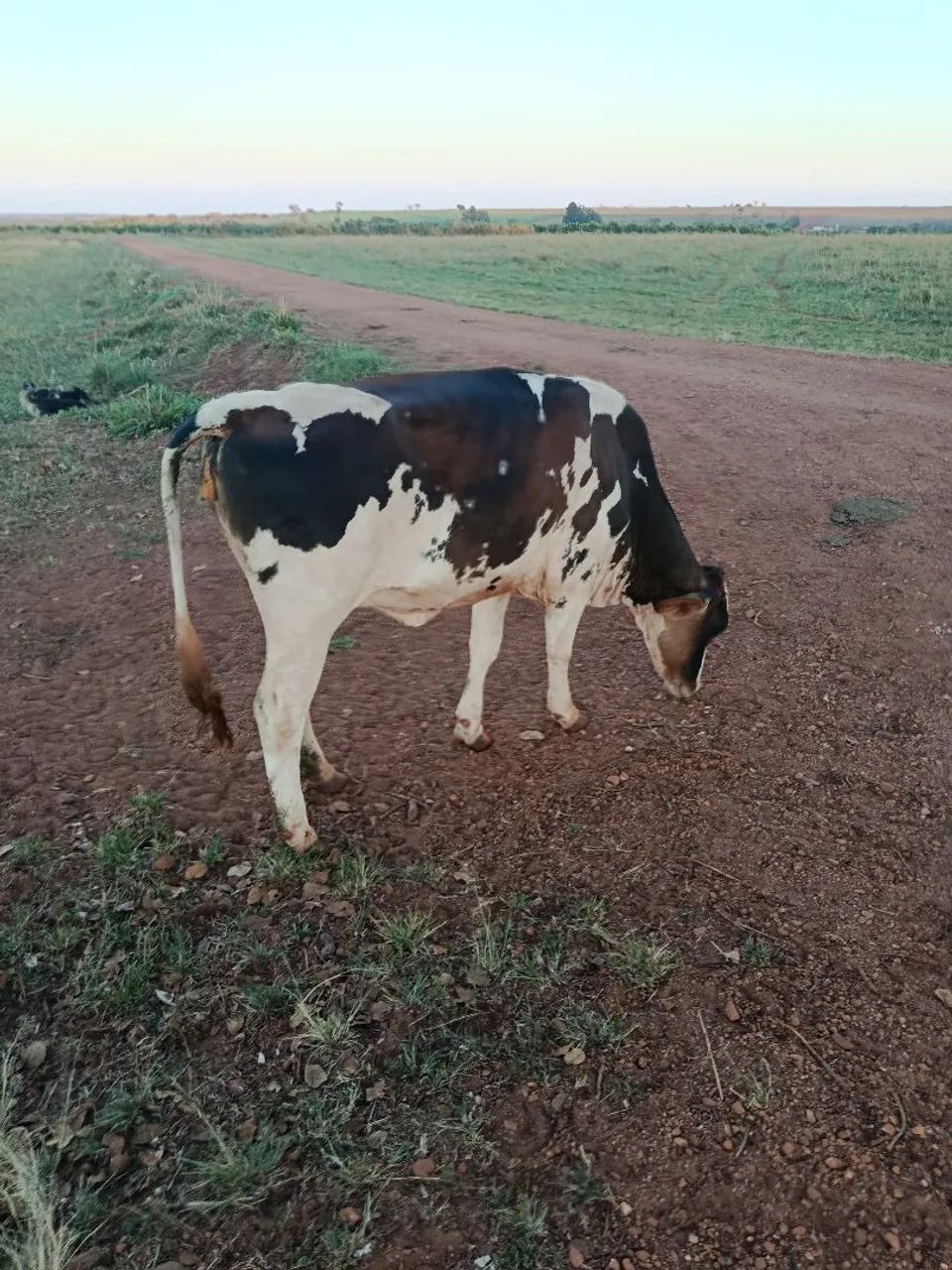 Novilhas Girolando 