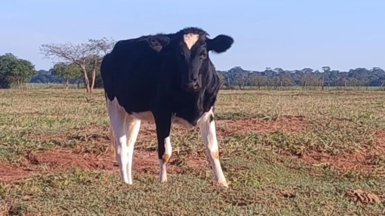 Vendo lote com 10 vacas 4 Garrotes 1 touro