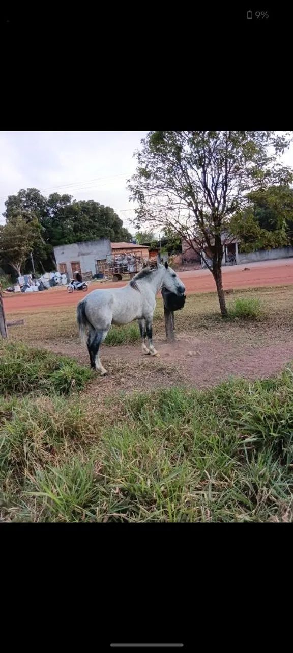 CAVALO PITIÇO BULLDOG (REPRODUTOR)